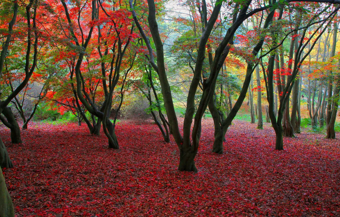 Photo wallpaper autumn, trees, foliage