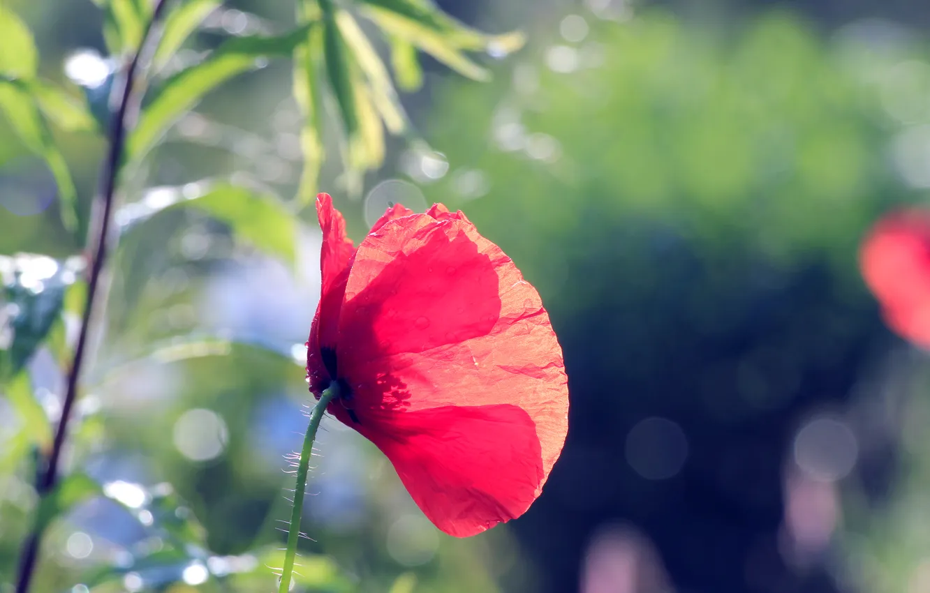 Photo wallpaper red, flower, poppy