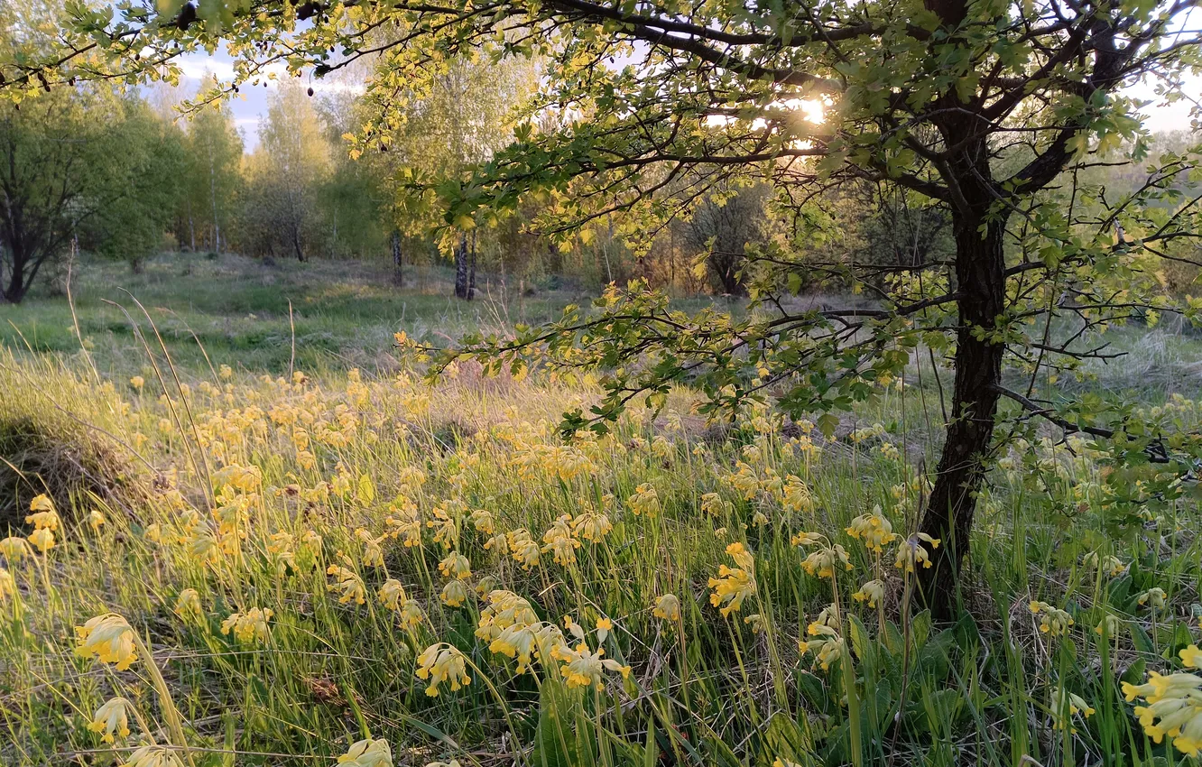 Photo wallpaper greens, field, forest, the sun, light, trees, flowers, branches
