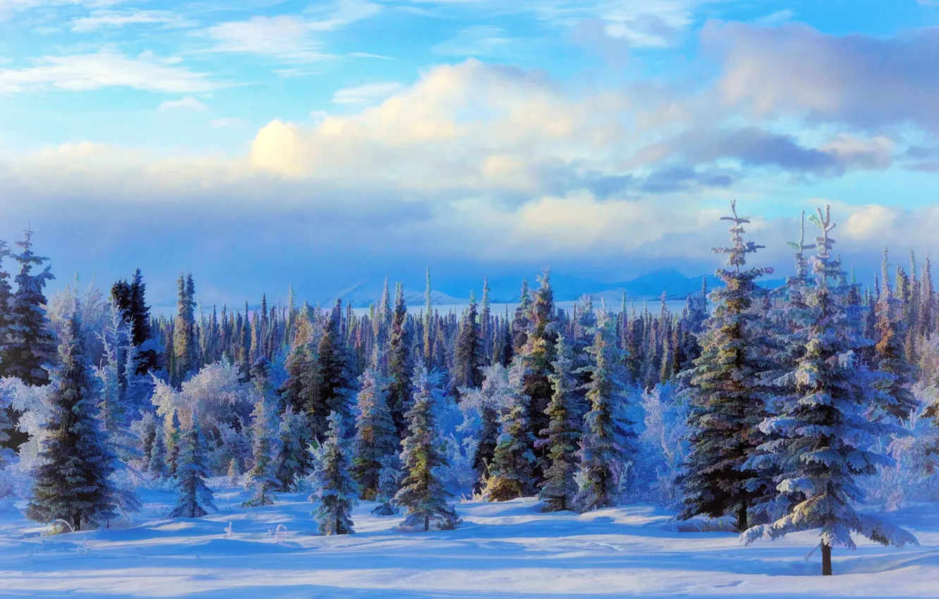 Photo wallpaper winter, snow, trees, landscape, Nature, USA, Alaska, painting