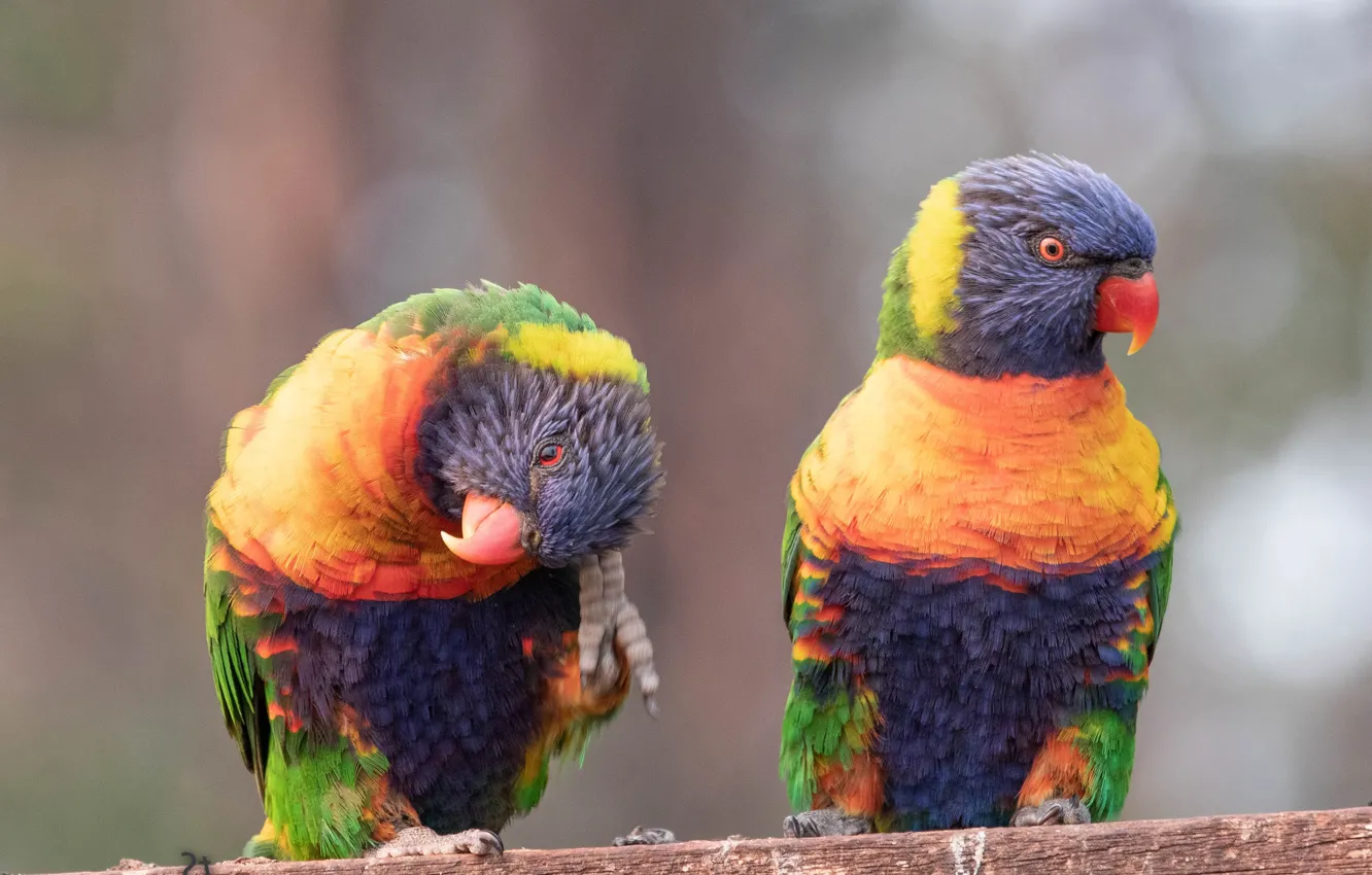 Photo wallpaper birds, pose, background, parrot, parrots, a couple, loricati, rainbow lorikeet