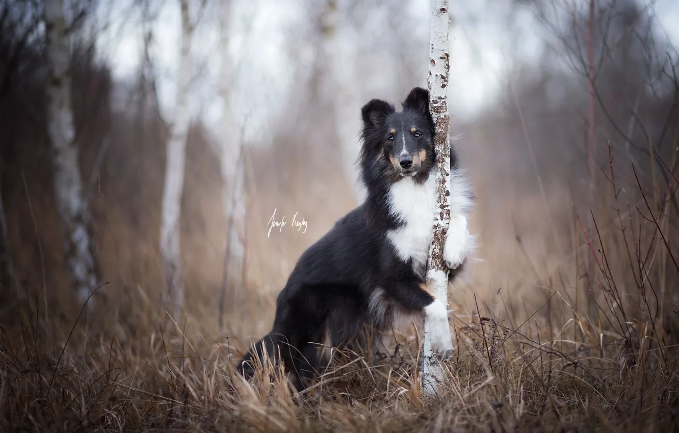 Photo wallpaper look, each, dog