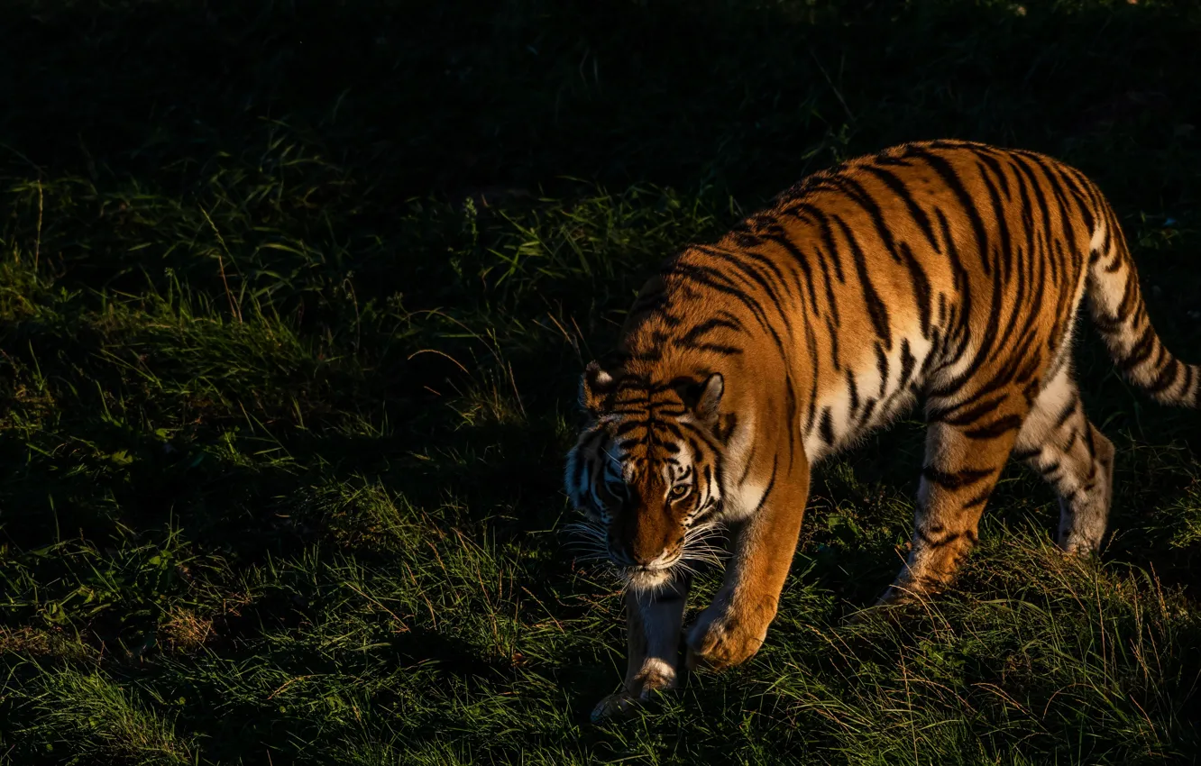 Photo wallpaper grass, look, light, nature, tiger, pose, the dark background, shadow