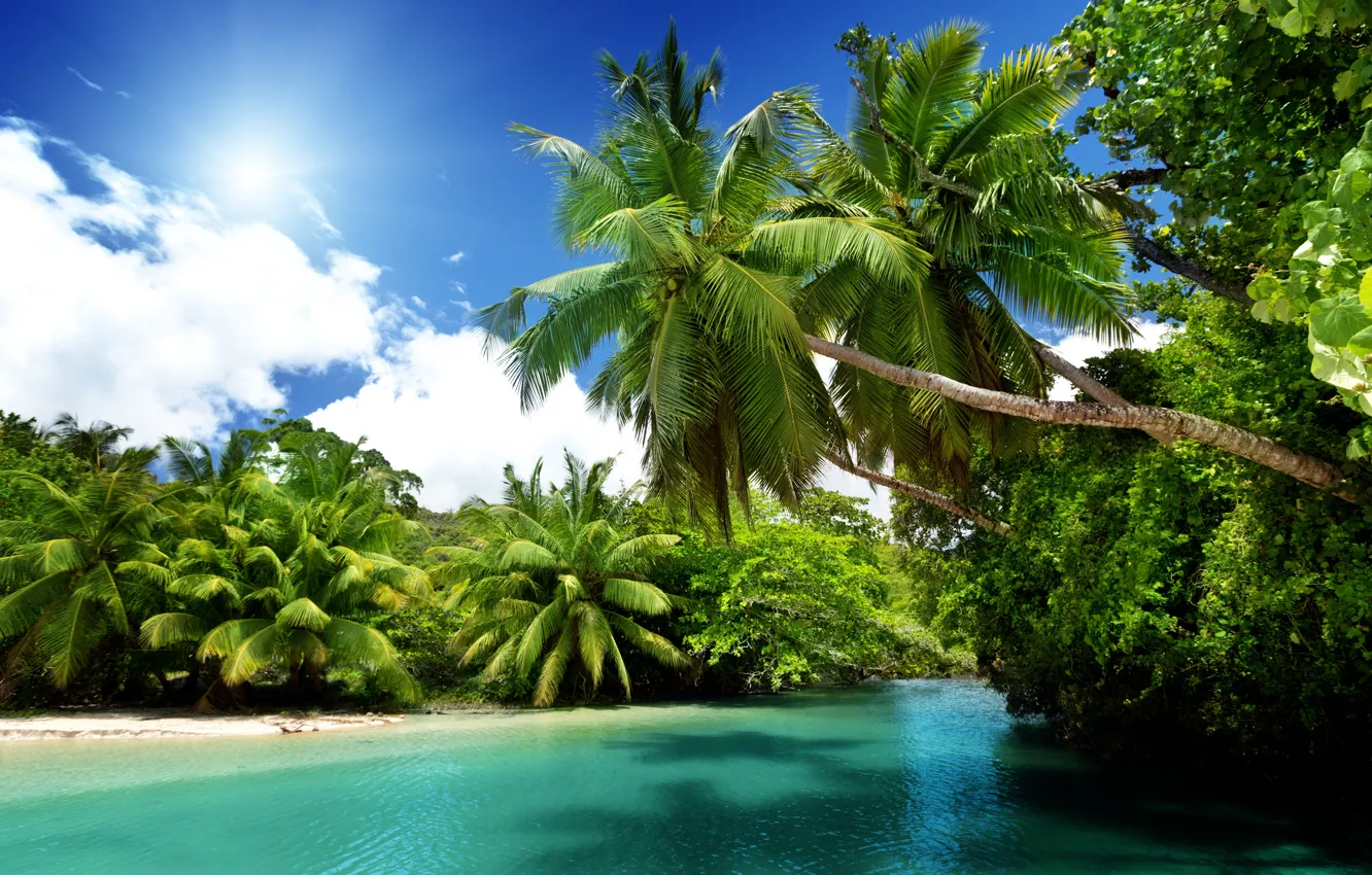Photo wallpaper sea, the sun, tropics, palm trees, the ocean, summer, beach, sea