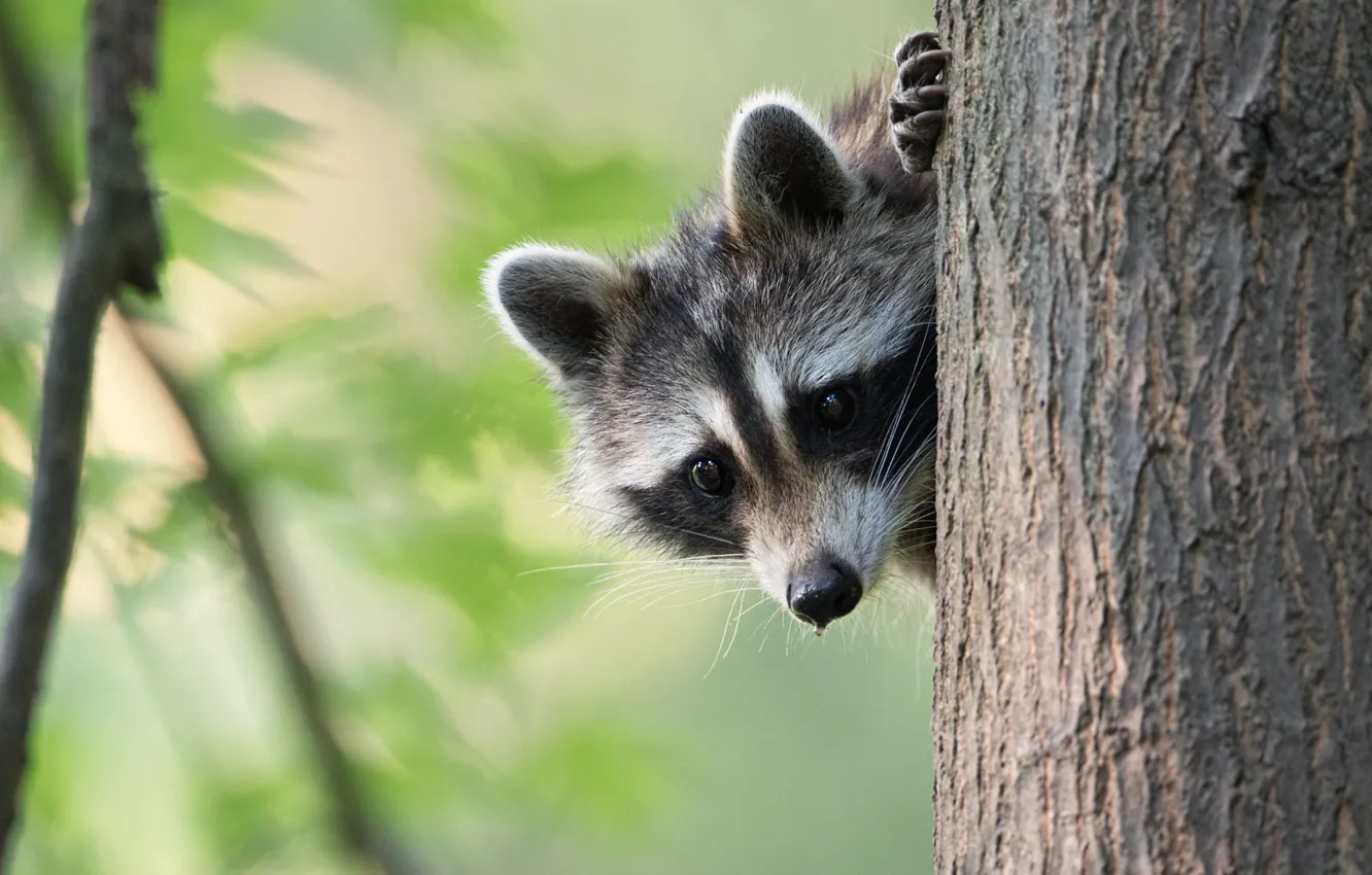 Photo wallpaper look, face, leaves, trees, branches, nature, pose, background