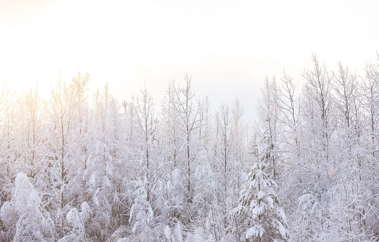 Photo wallpaper winter, forest, Sunny, fairy forest, Sunny forest, snow, Snow Forest