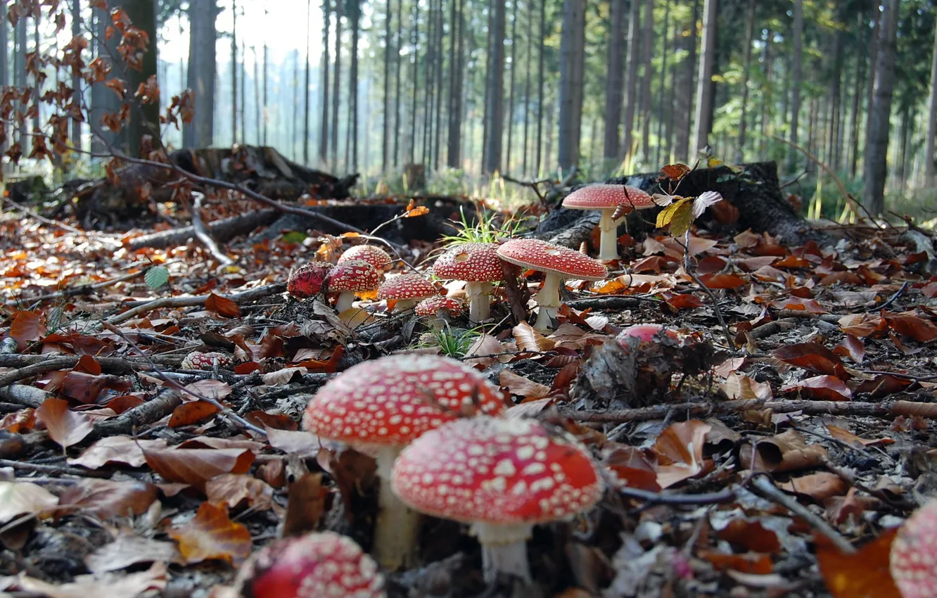 Photo wallpaper autumn, forest, leaves, red, foliage, mushrooms, mushroom, hat