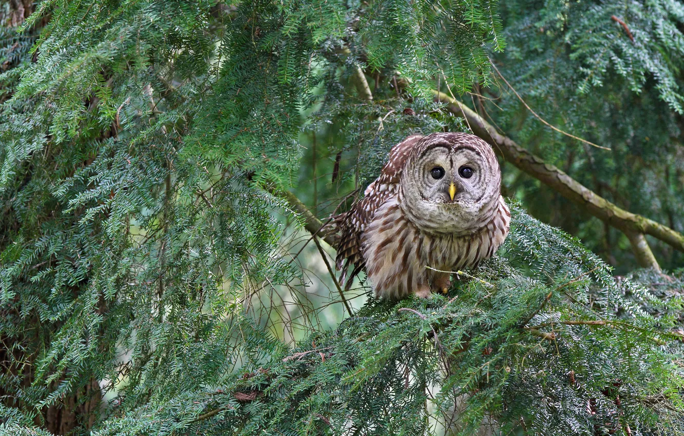 Photo wallpaper branches, owl, a barred owl