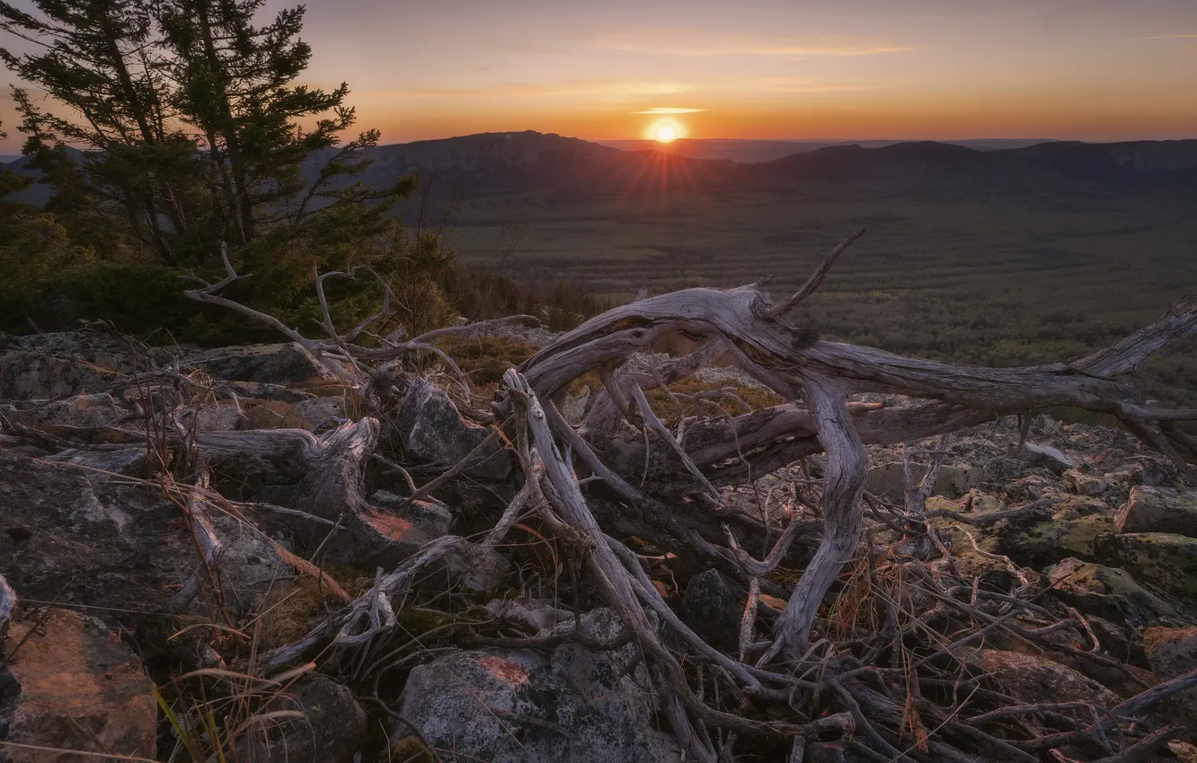Photo wallpaper the sun, sunset, space, dry branches, HORIZON, Chevtaev Egor, Big Fan
