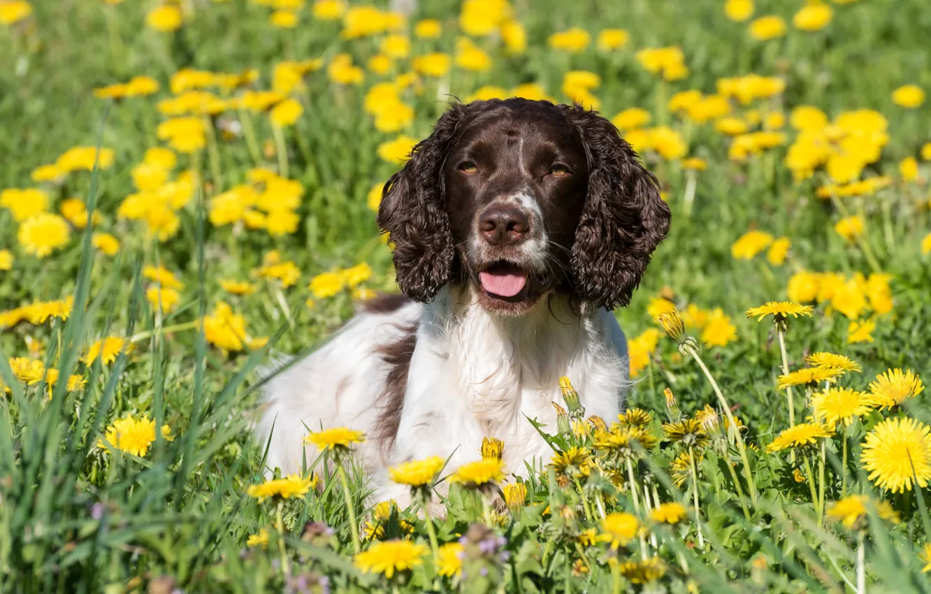 Photo wallpaper greens, grass, the sun, flowers, yellow, dandelion, bokeh, Spaniel