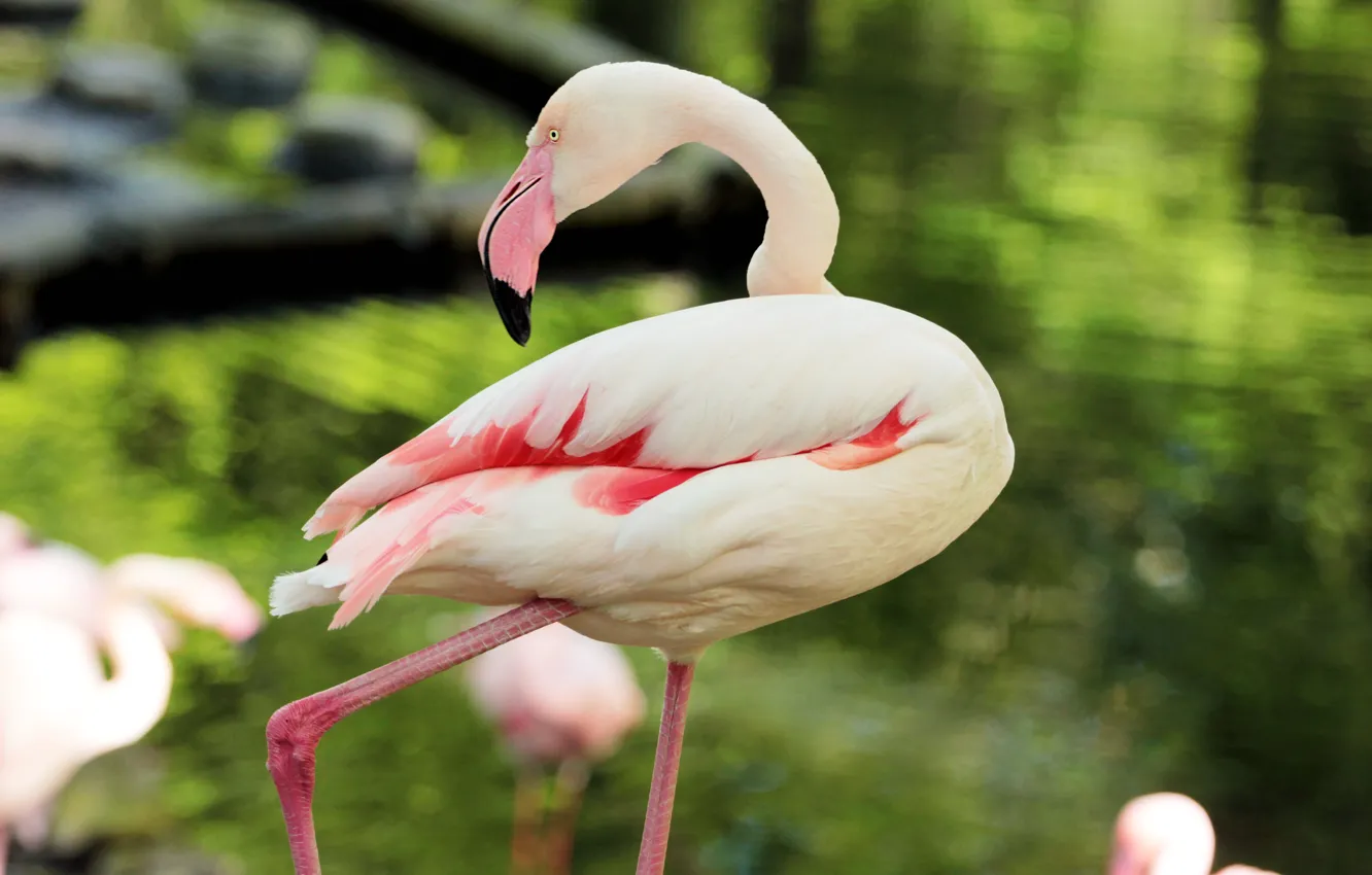Photo wallpaper pink, feathers, Flamingo