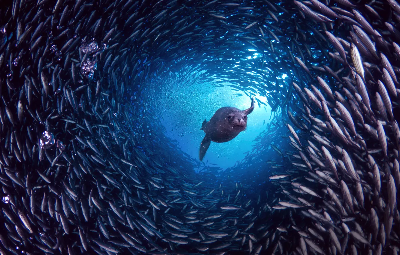 Photo wallpaper island, fish, Santa Cruz, The Galapagos Islands, Galapagos sea lion