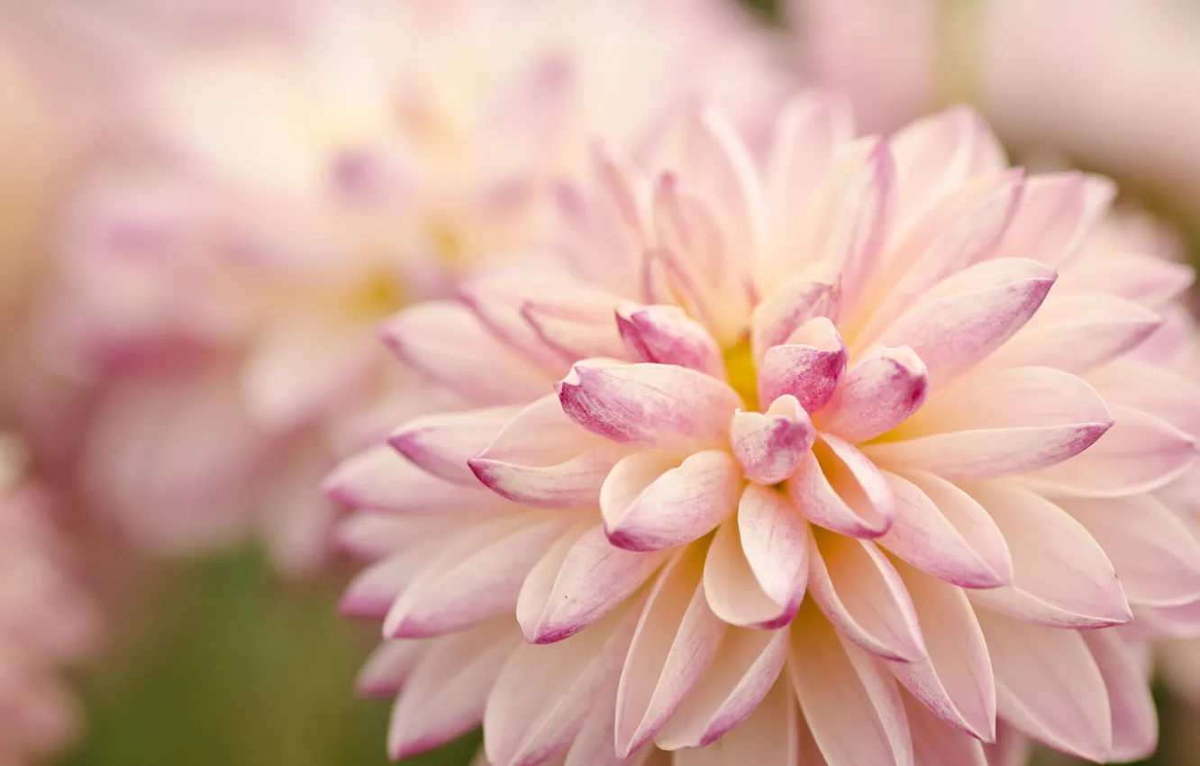 Photo wallpaper petals, pink, dahlias