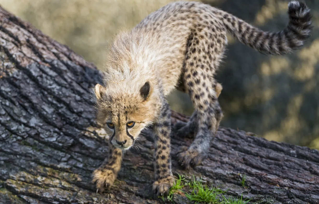 Photo wallpaper pose, the game, predator, baby, Cheetah, cub, kitty, wild cat