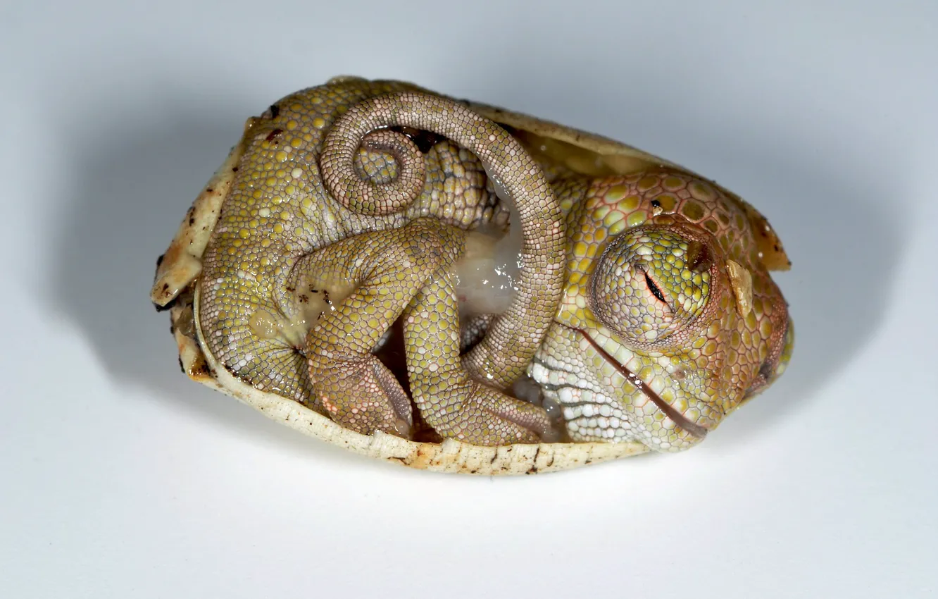 Photo wallpaper chameleon, baby, lies, cub, curled up
