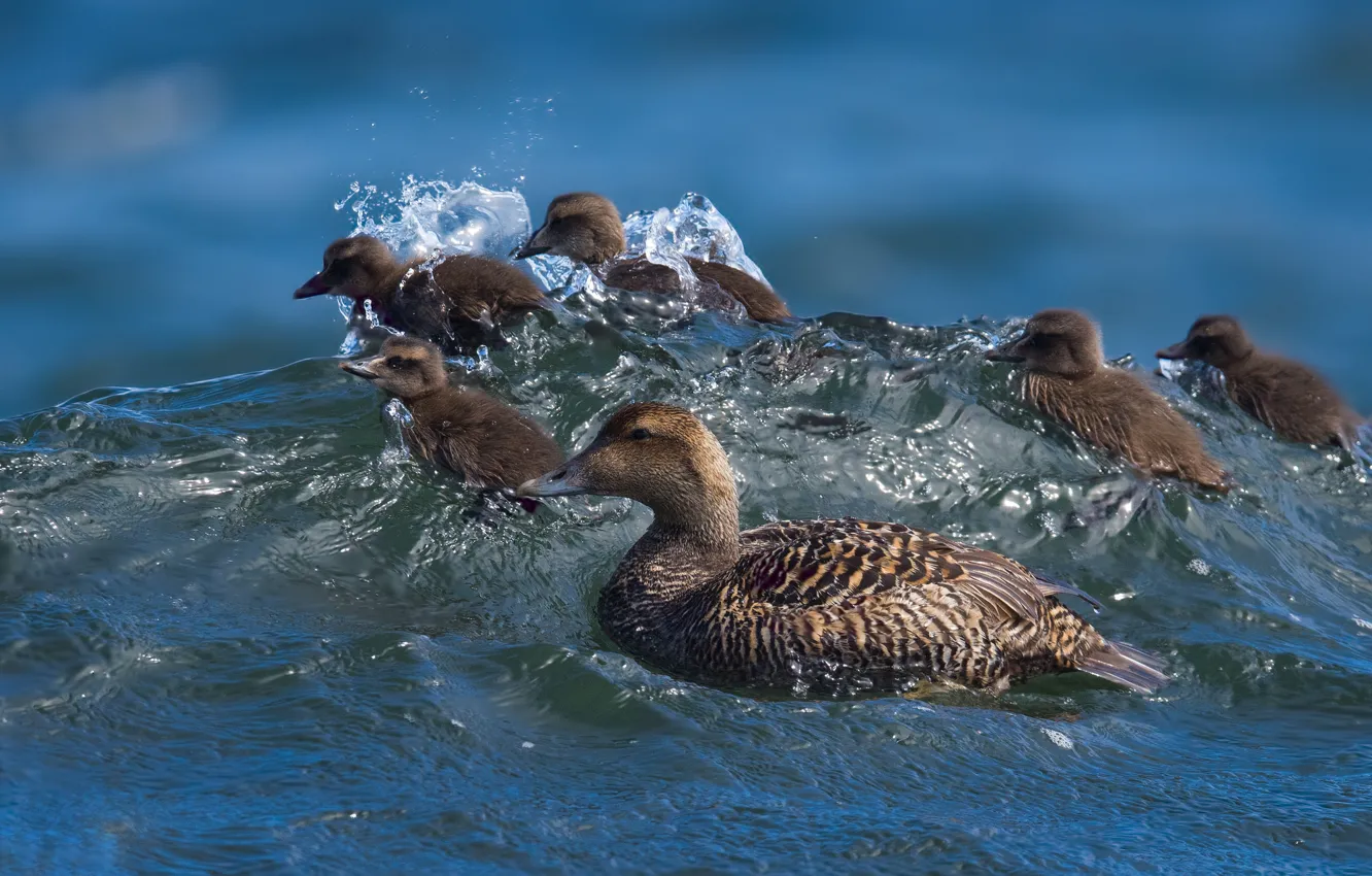 Photo wallpaper wave, water, duck, surfing, duck, Chicks, Common eider