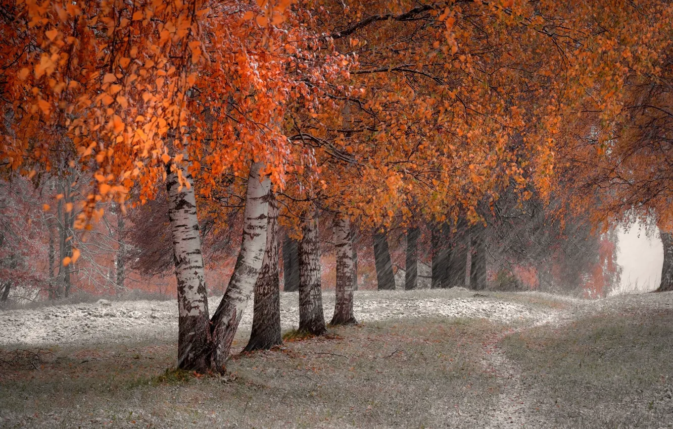 Photo wallpaper autumn, forest, drops, trees, branches, Park, rain, glade