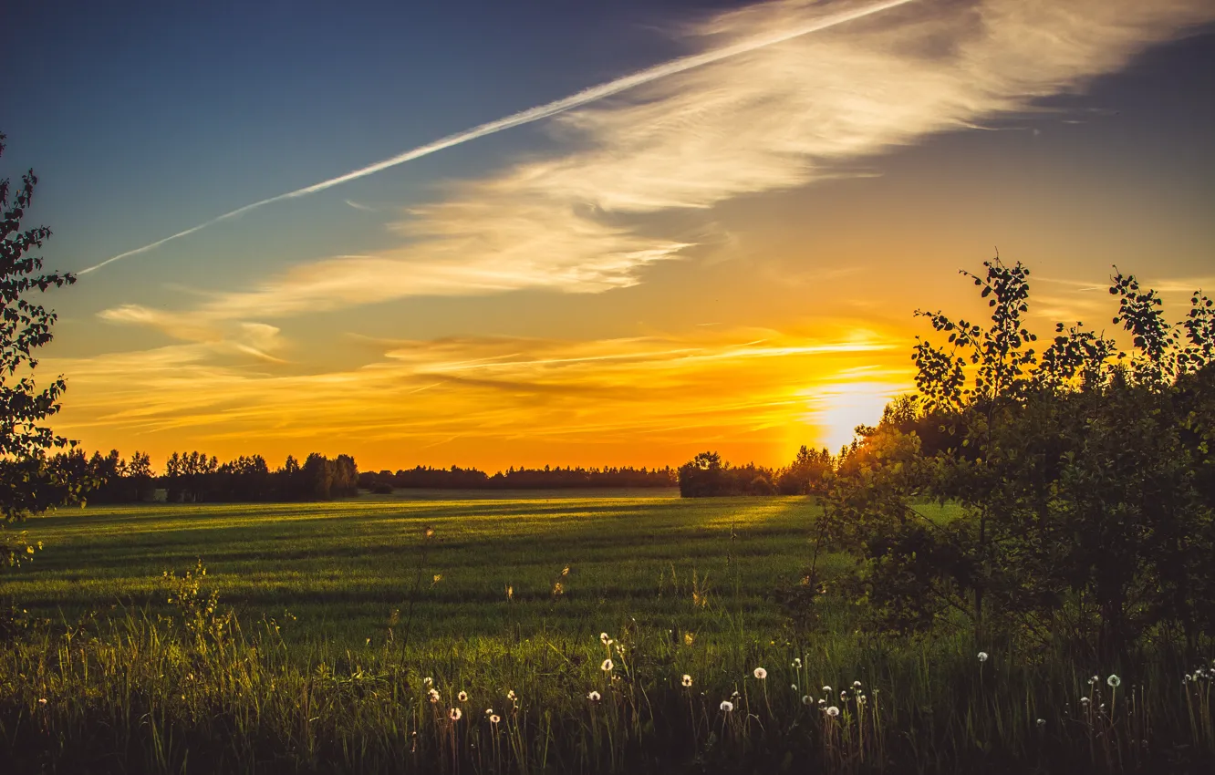 Photo wallpaper field, summer, the sky, grass, the sun, spring, Smolensk