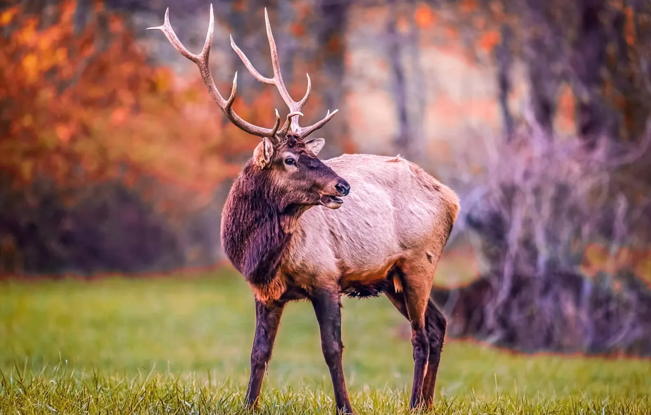 Photo wallpaper forest, nature, animal, spring, Deer, horns