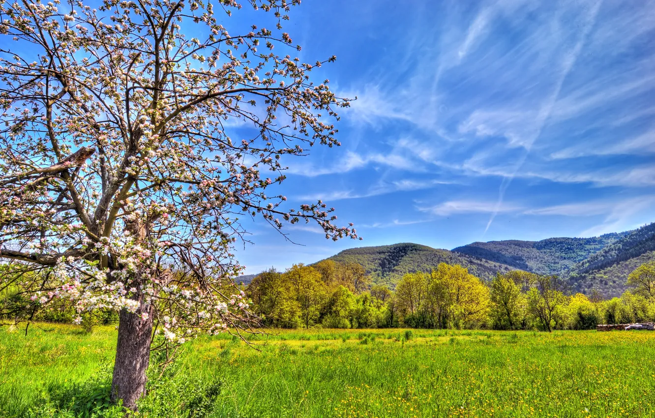 Photo wallpaper field, the sky, mountains, nature, color, spring, Apple