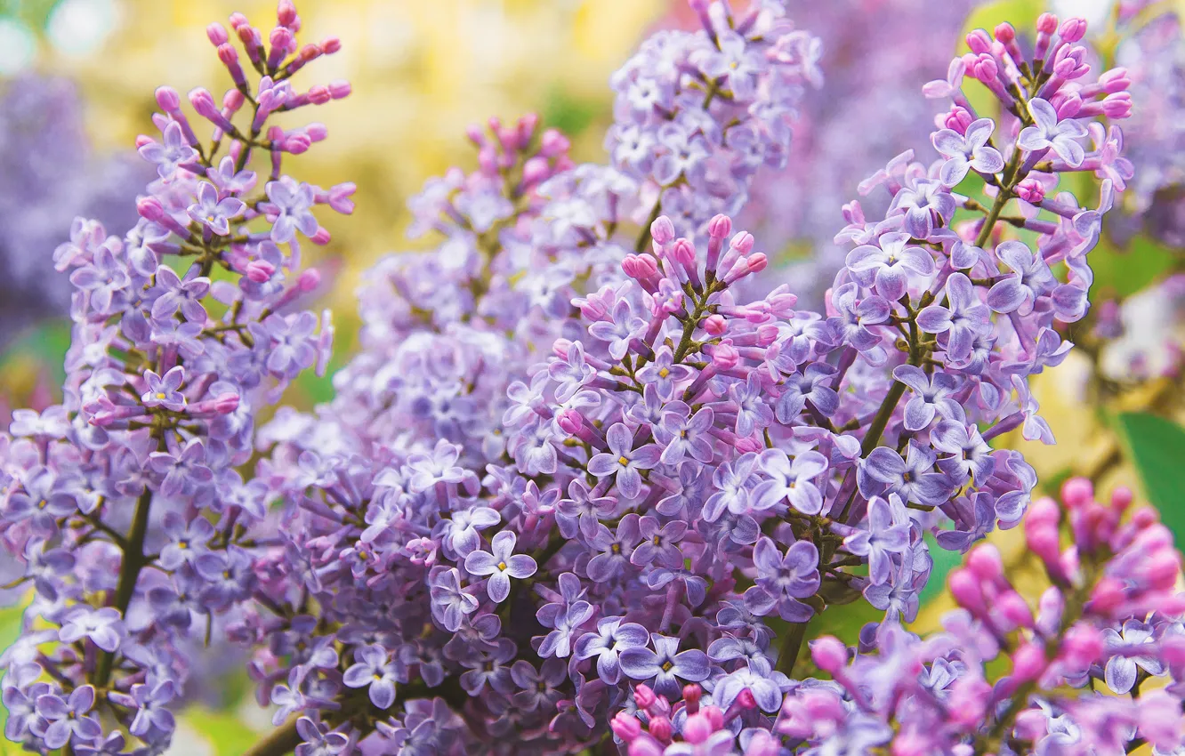 Photo wallpaper flowers, branches, spring, flowering, lilac, inflorescence, bokeh