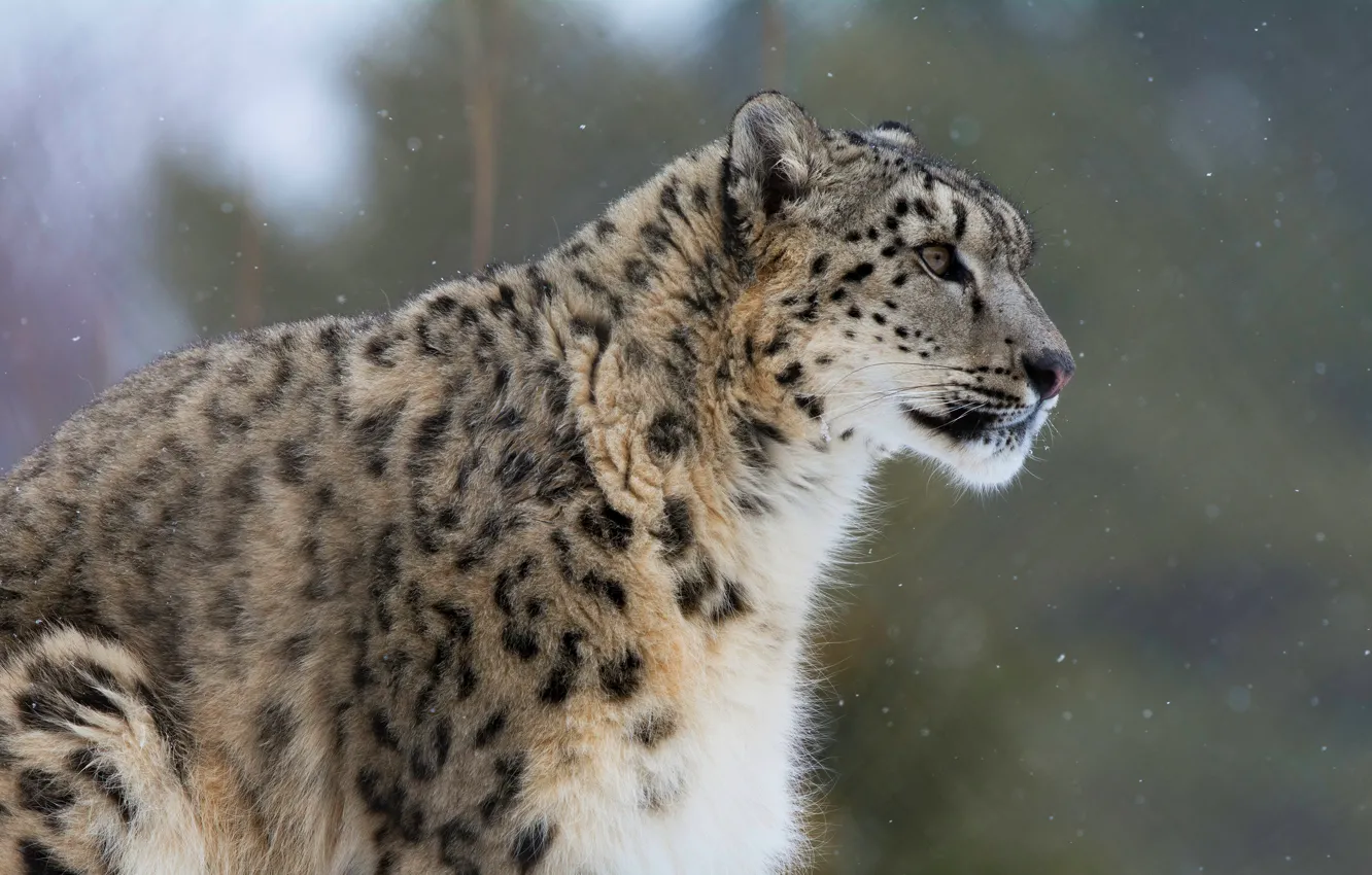Photo wallpaper look, background, snow leopard, profile, IRBIS