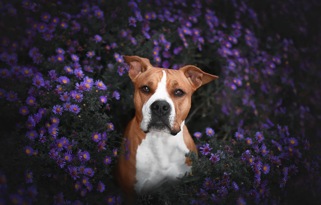 Photo wallpaper summer, look, flowers, the dark background, portrait, dog, red, lilac