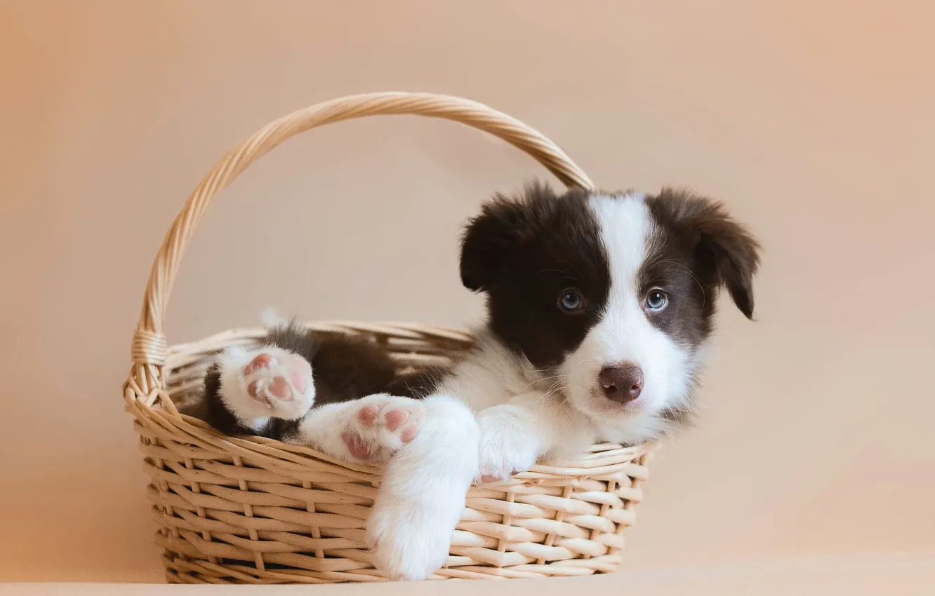 Photo wallpaper look, pose, dog, puppy, face
