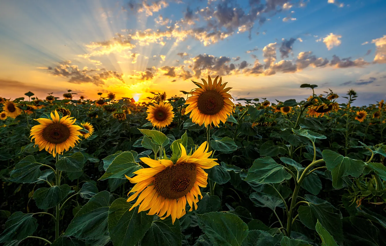 Photo wallpaper sunset, plants, sunflowers