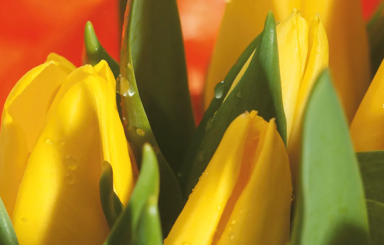 Photo wallpaper drops, macro, flowers, yellow, bouquet, spring, Tulips