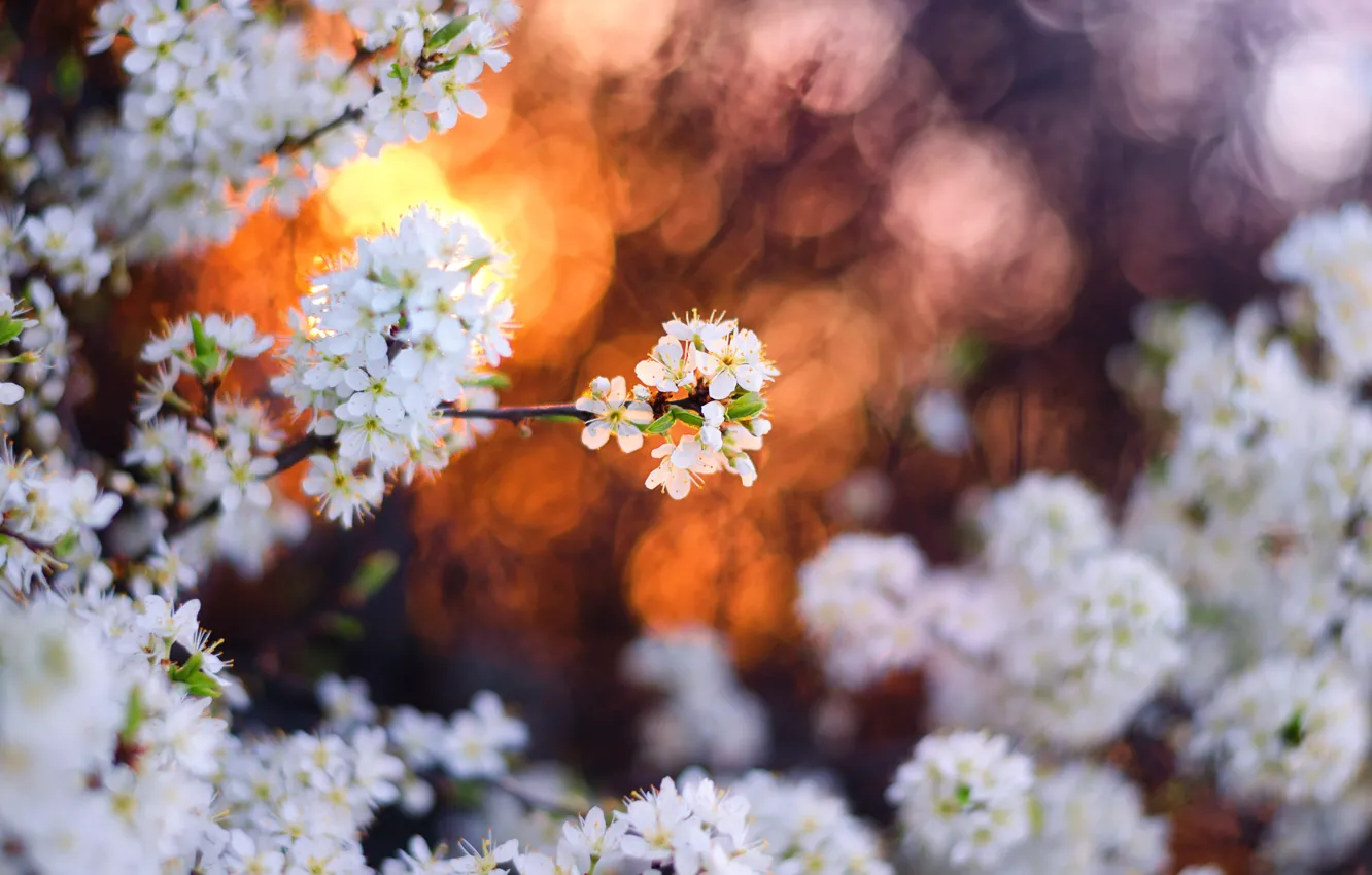 Photo wallpaper branches, spring, flowering