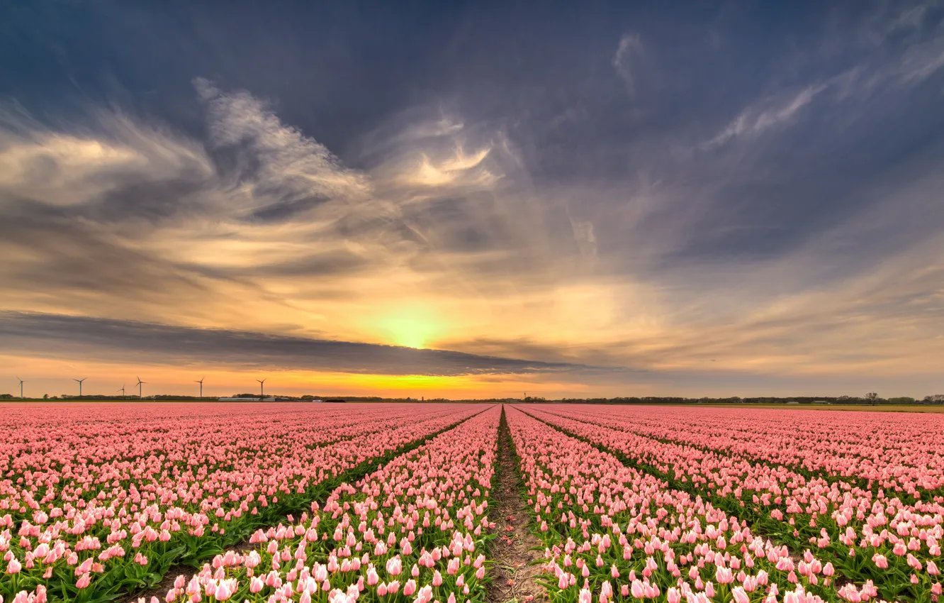 Photo wallpaper field, the sky, the sun, clouds, rays, light, sunset, flowers