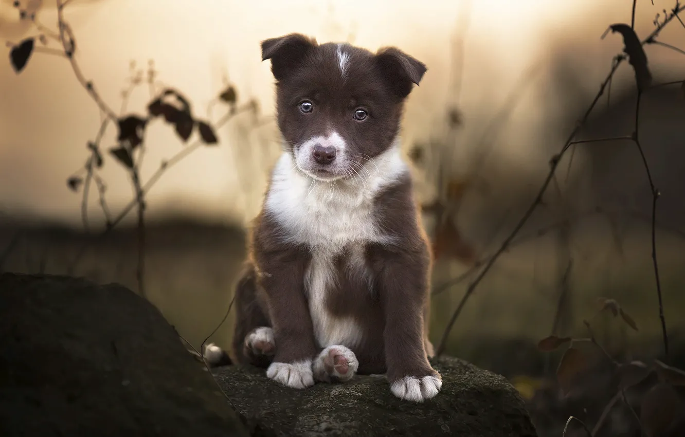 Photo wallpaper branches, nature, animal, stone, dog, puppy, the border collie