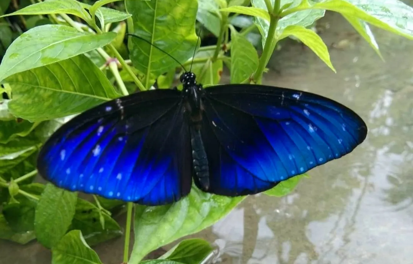 Photo wallpaper leaves, microsemi, butterfly, wings, insect, beautiful, closeup