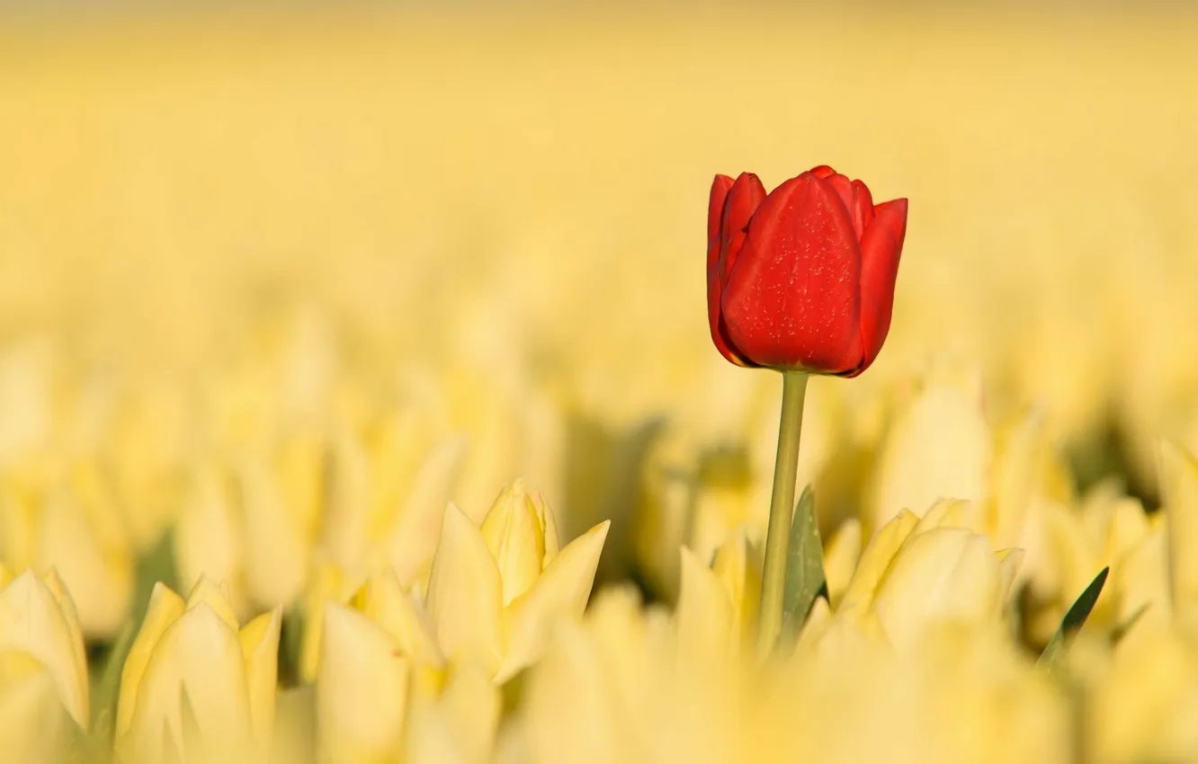 Photo wallpaper flowers, nature, tulips