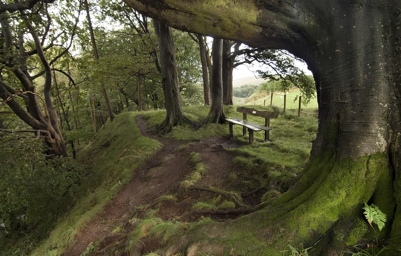 Photo wallpaper road, trees, nature, bench