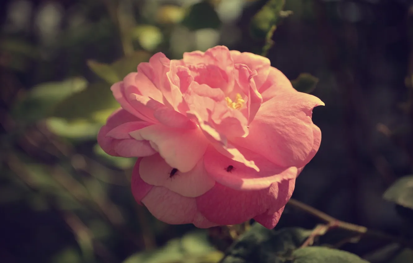 Photo wallpaper macro, flowers, rosette
