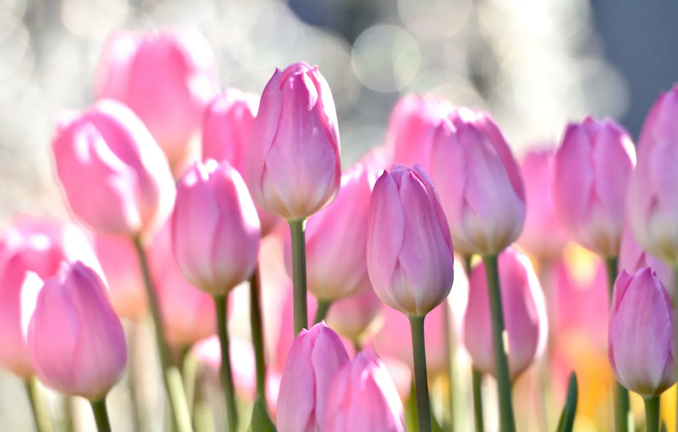 Photo wallpaper flowers, nature, tulips