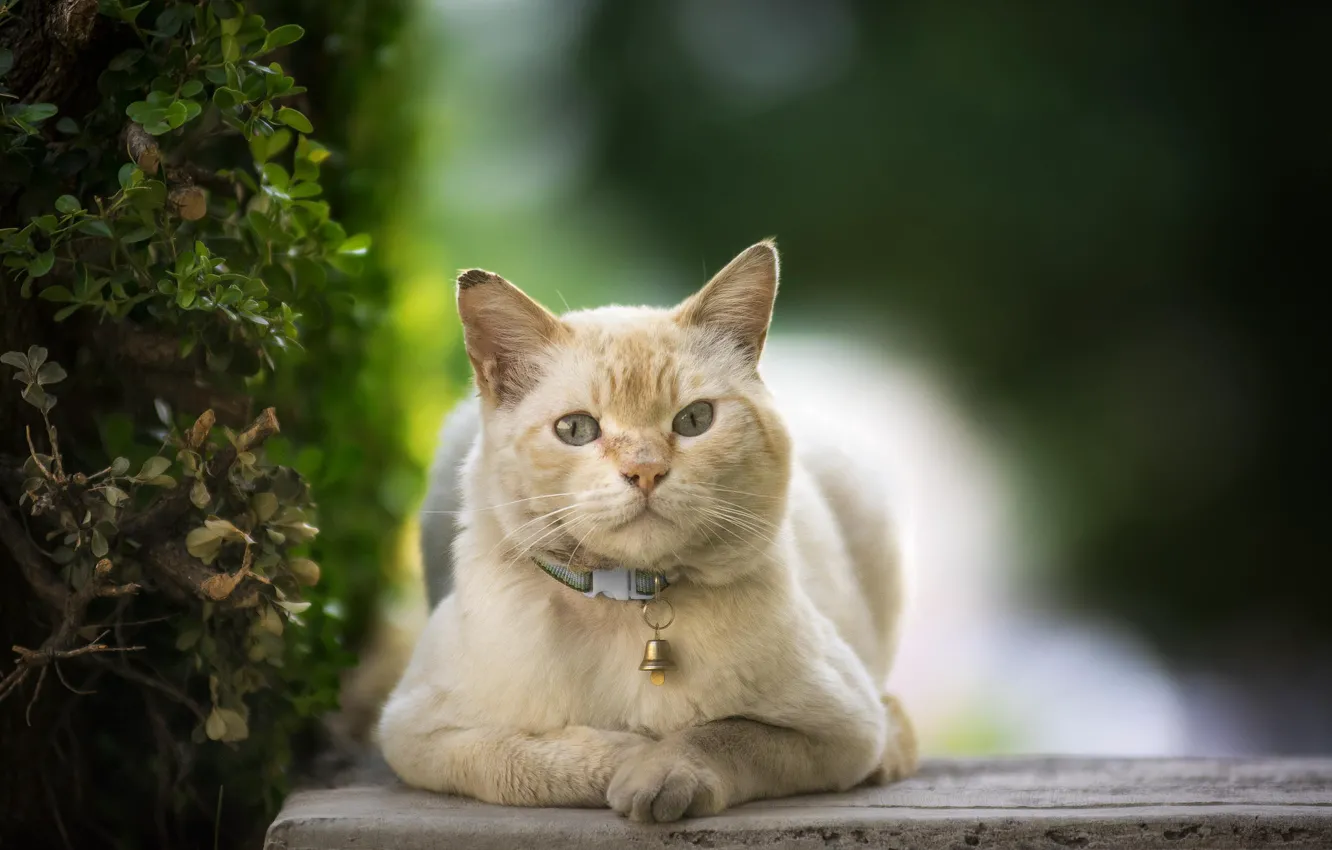 Photo wallpaper cat, cat, animal, collar, bells