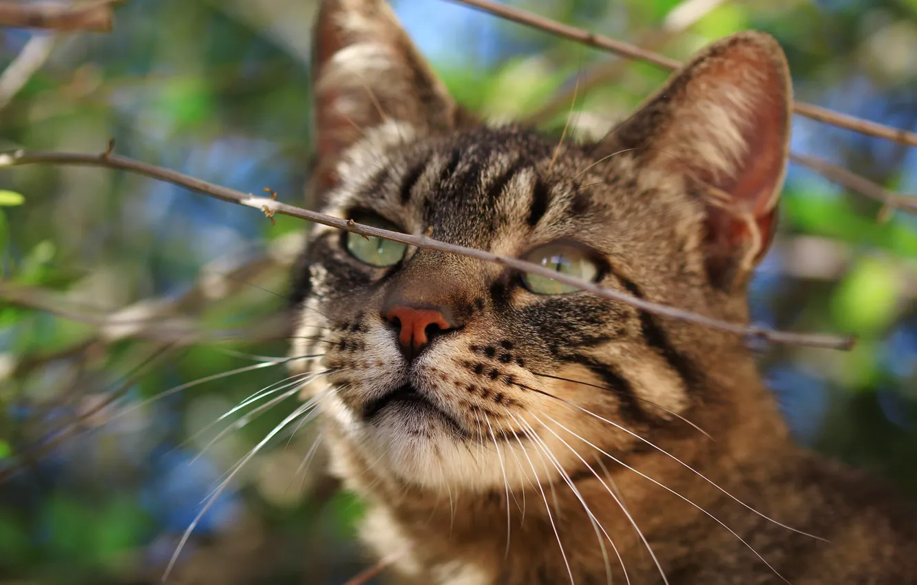 Photo wallpaper cat, cat, branches, muzzle