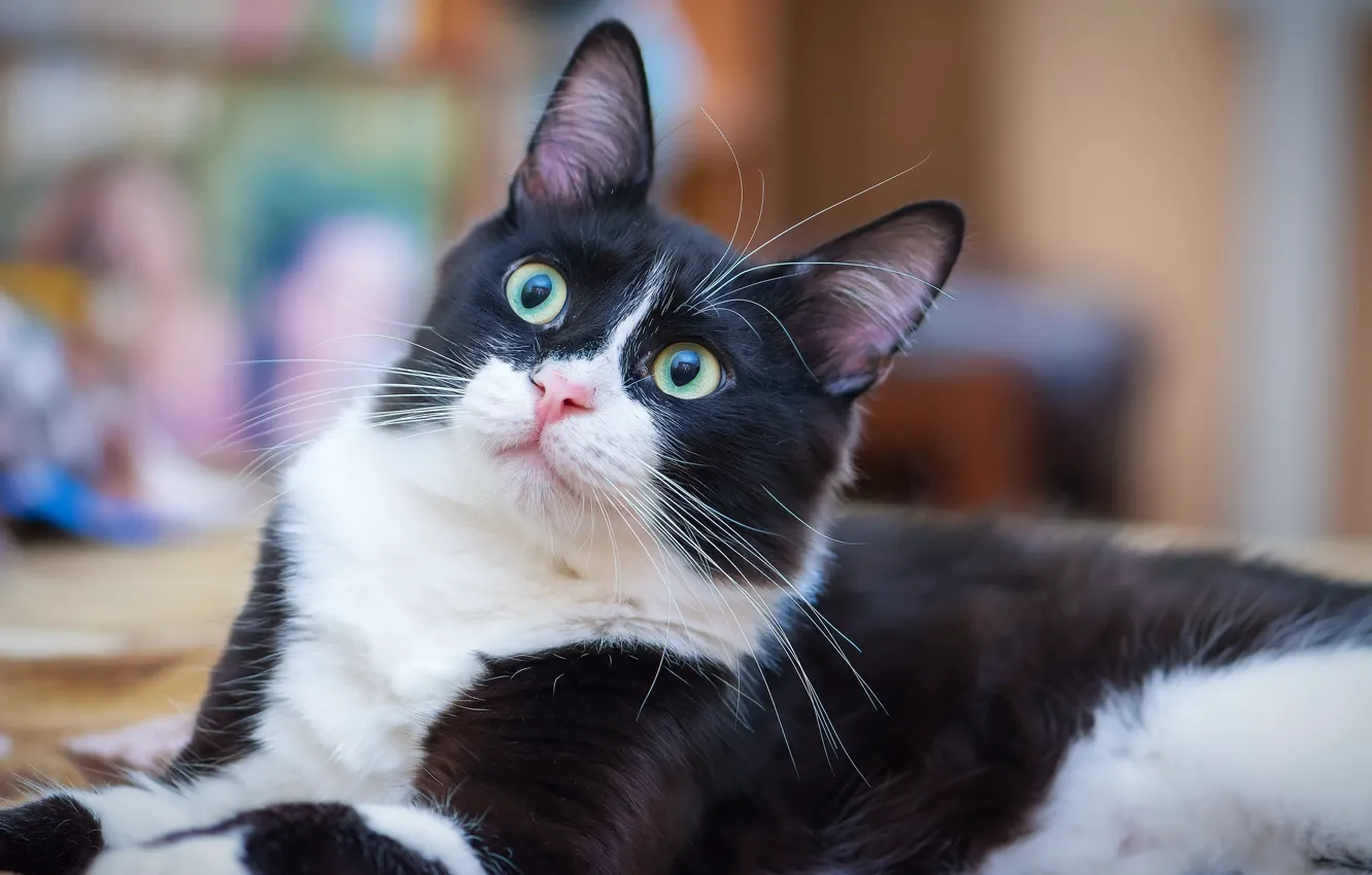 Photo wallpaper cat, cat, look, pose, portrait, lies, black and white, face
