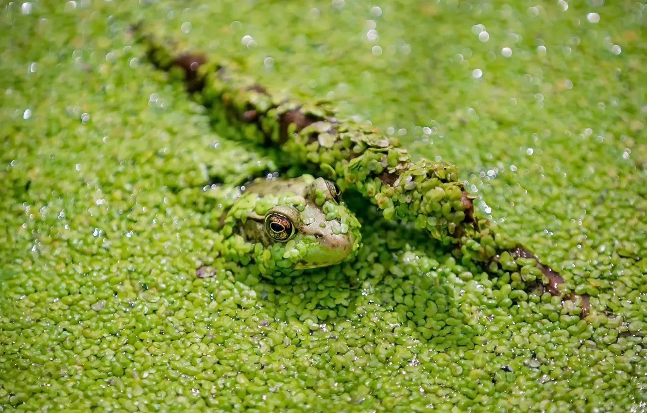 Photo wallpaper nature, swamp, frog
