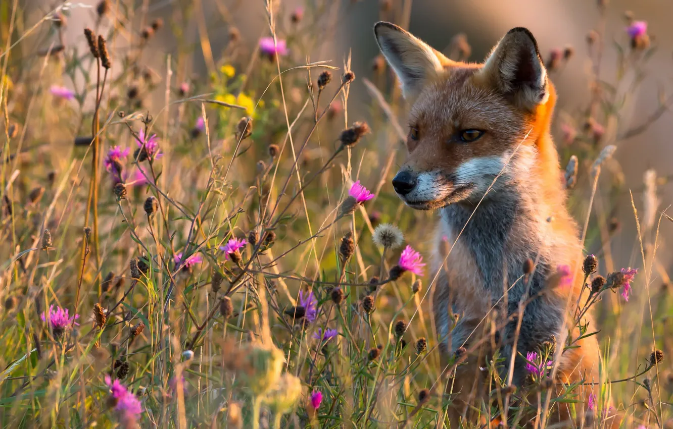 Photo wallpaper summer, nature, Fox