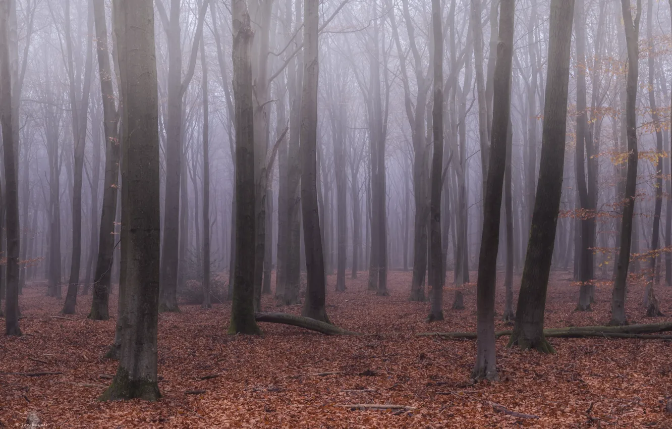 Photo wallpaper forest, trees, nature, fog, Netherlands, Nederland, Gelderland, Gelderland