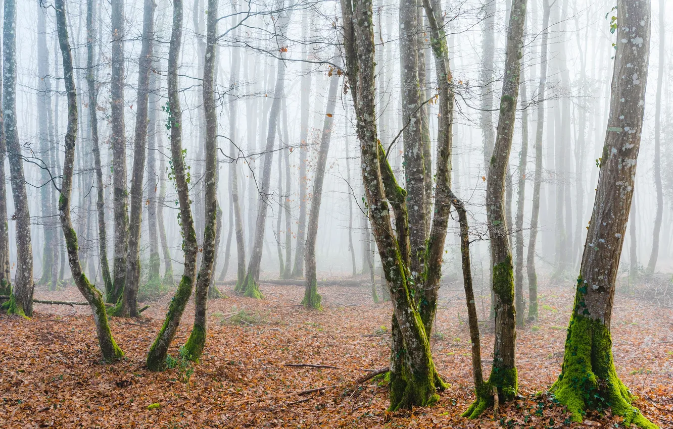 Photo wallpaper autumn, trees, fog, Ruslan Avdevich, morning haze, withered foliage