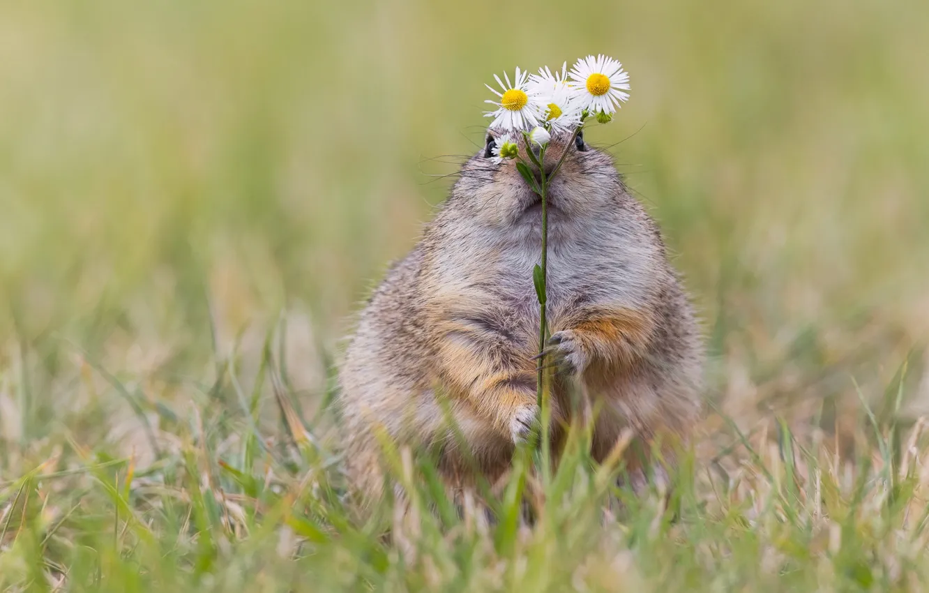Photo wallpaper grass, flowers, nature, chamomile, face, a bunch, marmot