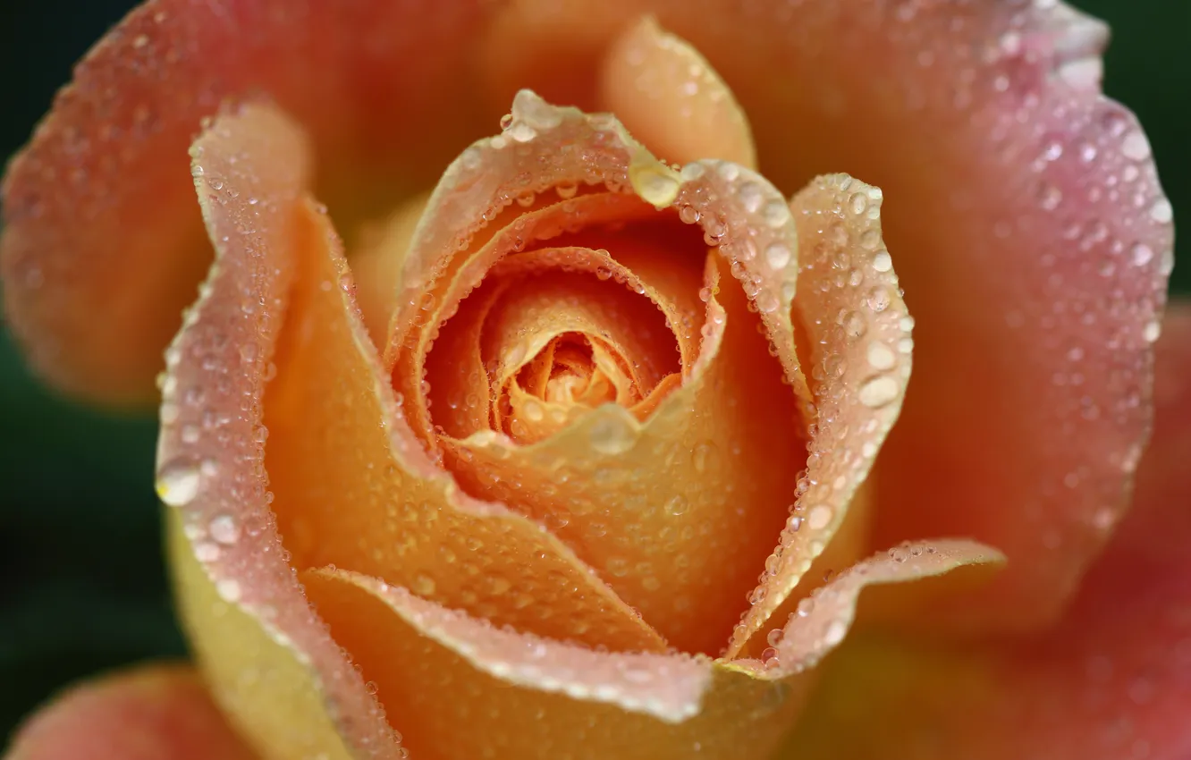 Photo wallpaper drops, macro, flowers, orange, roses, petals, buds