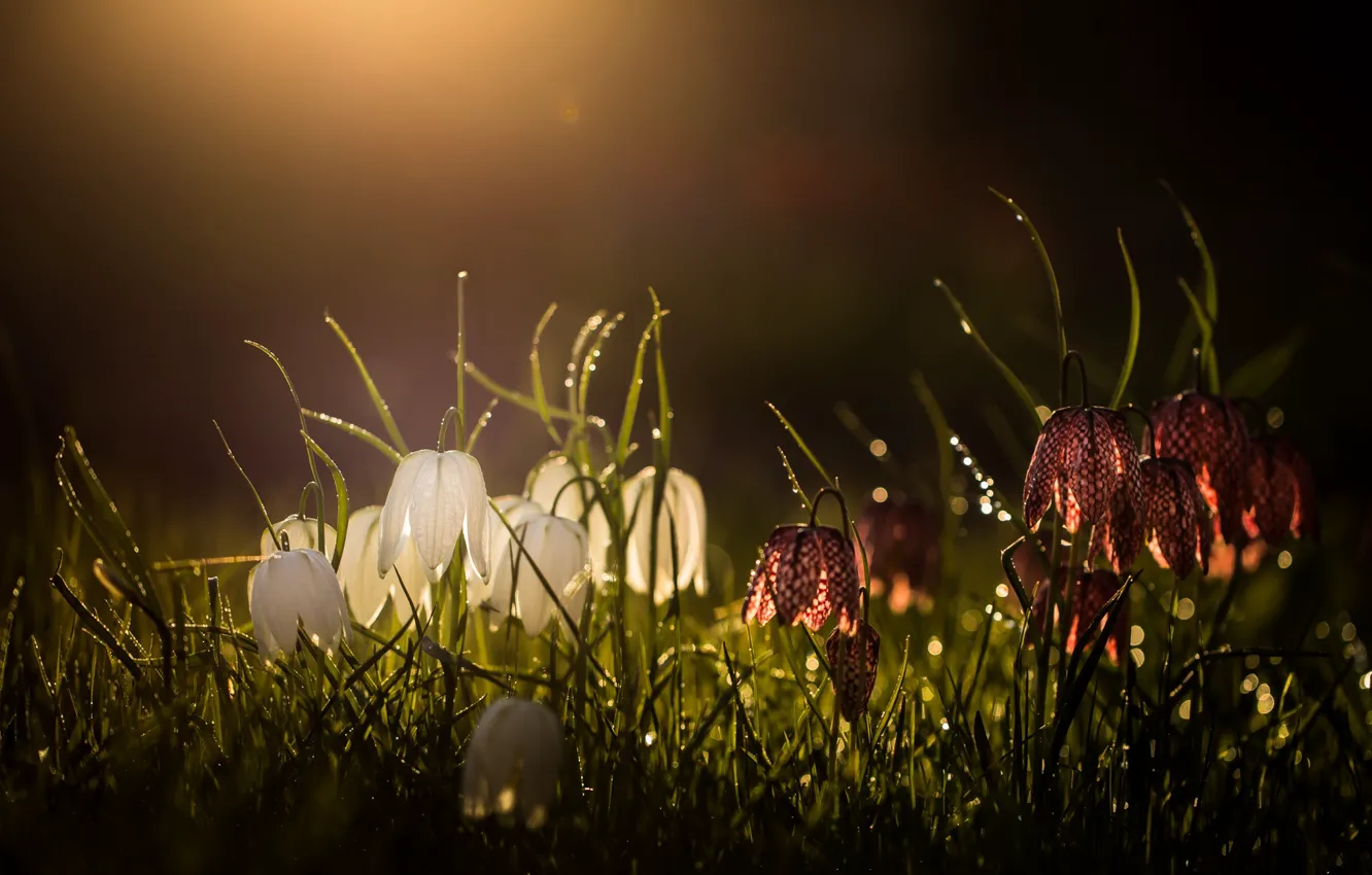 Photo wallpaper flowers, nature, spring