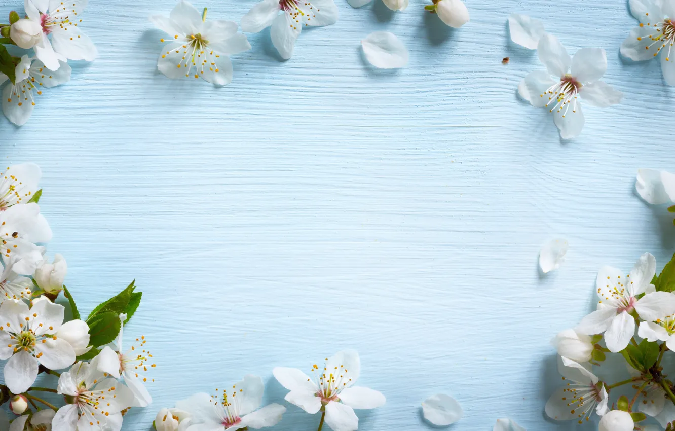 Photo wallpaper flowers, spring, Apple, wood, blue, blossom, flowers, spring