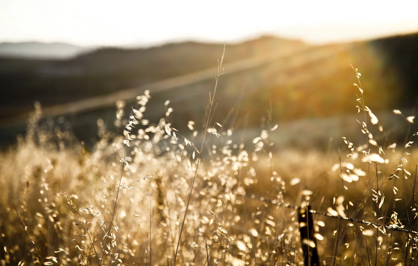 Photo wallpaper grass, macro, light, the fence